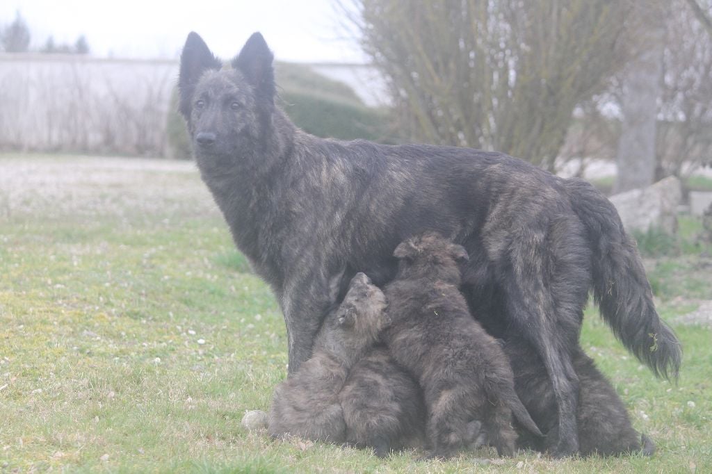 Brindle Wolf - Berger hollandais - Portée née le 13/01/2017