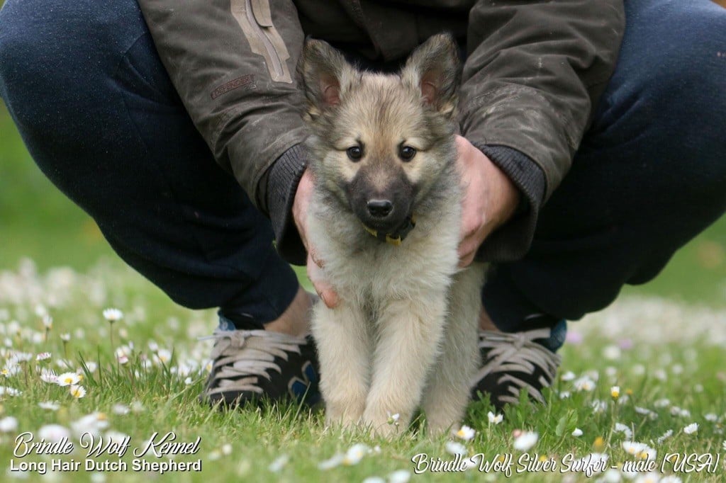 Brindle Wolf - Berger hollandais - Portée née le 22/03/2021