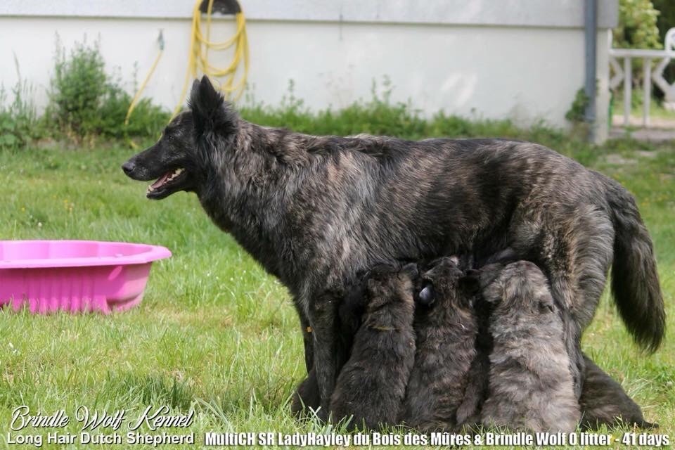 Chiot Berger hollandais Brindle Wolf