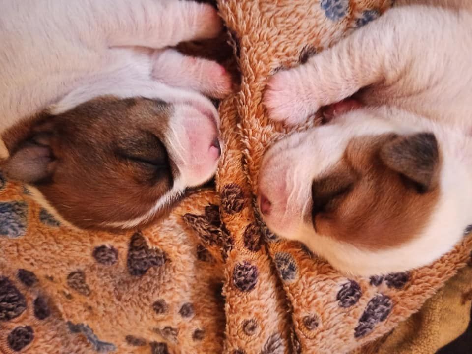 De L'airial De Laguloup - Les chiots sont arrivés !