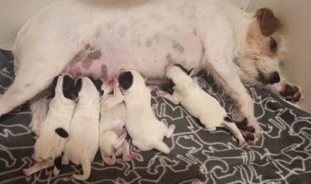 De L'airial De Laguloup - Les bébés sont arrivés !