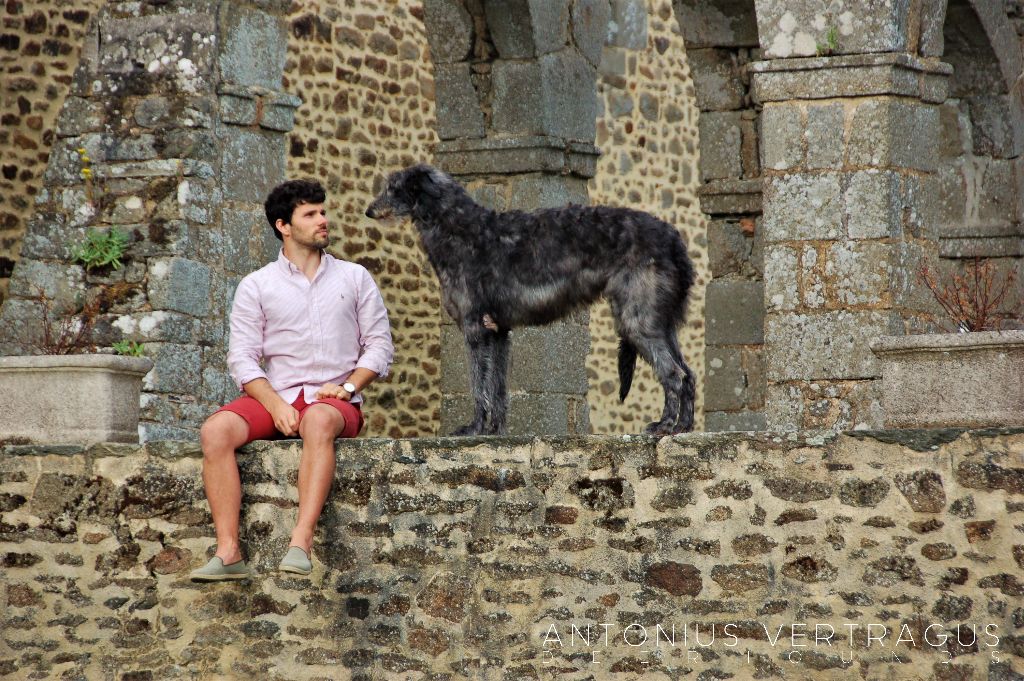 Antonius Vertragus - Deerhound et vieilles pierres