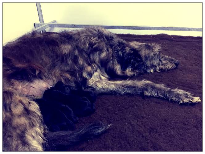 Antonius Vertragus - Deerhound puppies are born !