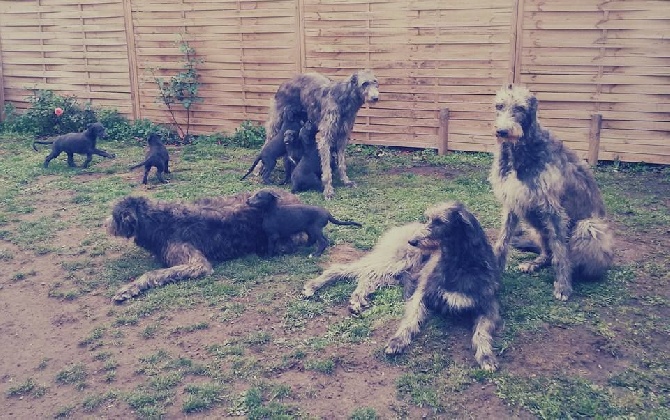 Antonius Vertragus - Our Deerhound family