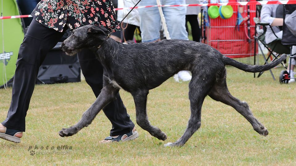 Antonius Vertragus - Holly, fille de Cupidon BIS Puppy