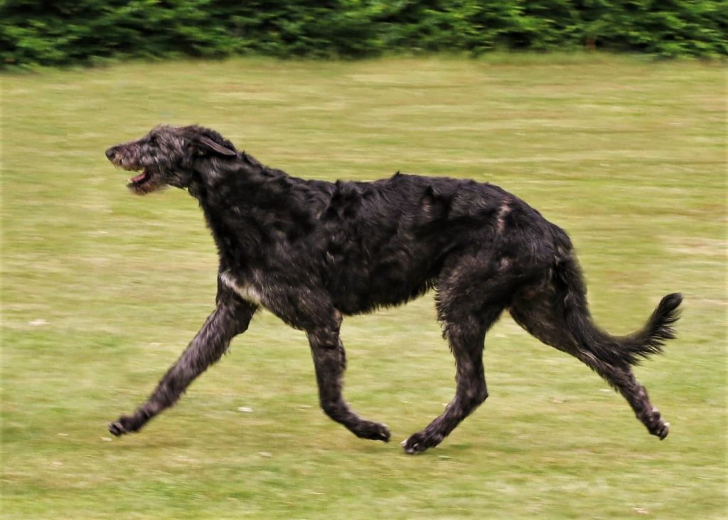 Antonius Vertragus - CUPIDON Meilleur Deerhound mâle