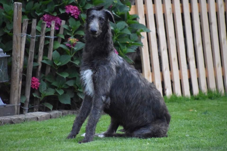 Antonius Vertragus - Hannes et Orchidée, BOB et BOS aux Pays-Bas