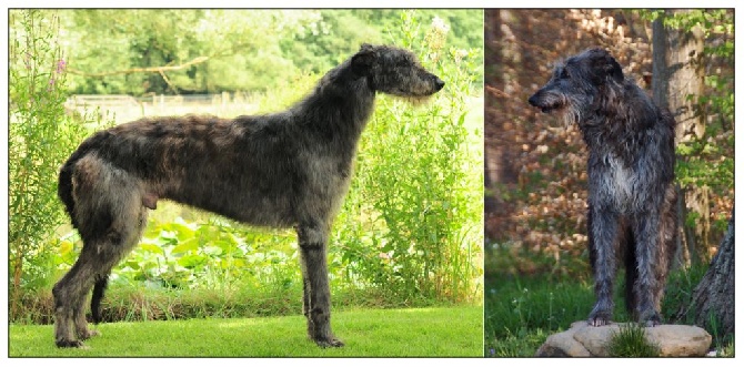 Antonius Vertragus - The "L" deerhound litter is coming !