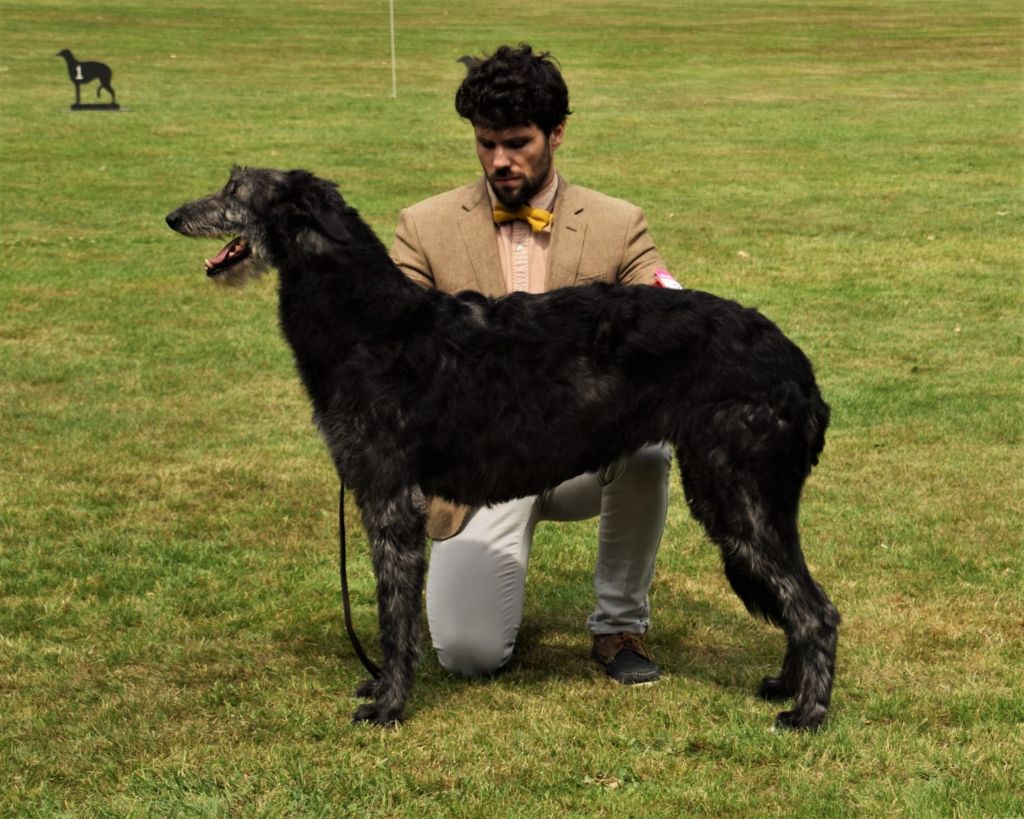 Antonius Vertragus - ANTIOPE Meilleur Deerhound en France 