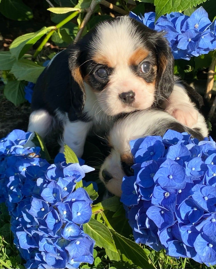 Delphine Fleury - Chiots disponibles - Cavalier King Charles Spaniel