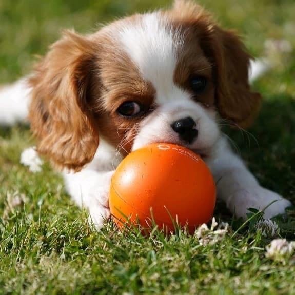 Delphine Fleury - Cavalier King Charles Spaniel - Portée née le 22/11/2024