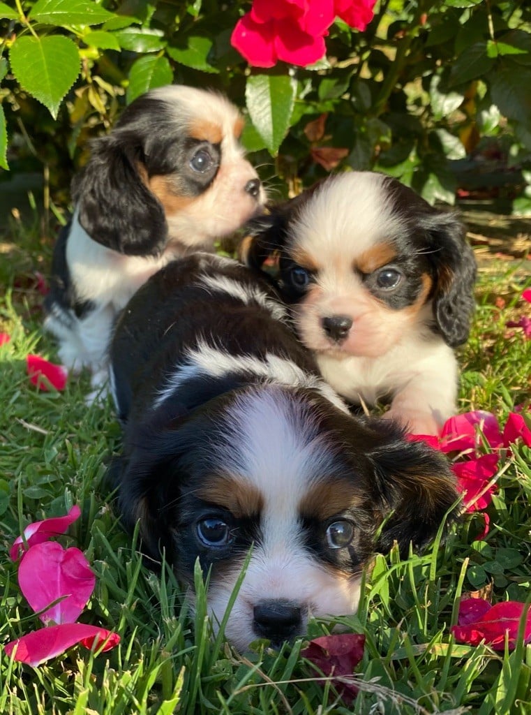 Chiot Cavalier King Charles Spaniel Delphine Fleury