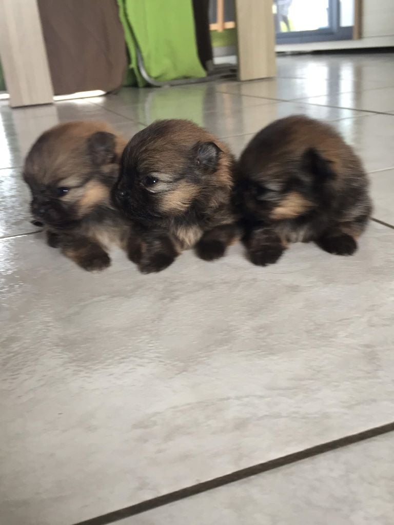 De La Fleur D'oranger - Chiots disponibles - Spitz allemand