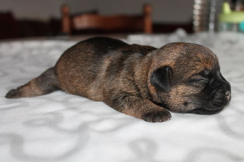 Du Yellowrock - Border Terrier - Portée née le 07/12/2015