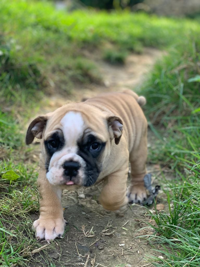 Inukamour - Chiots disponibles - Bulldog Anglais