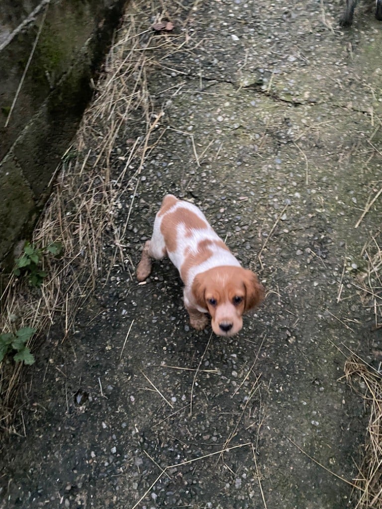 Du Clos Des Jarousses - Chiots disponibles - Epagneul Breton