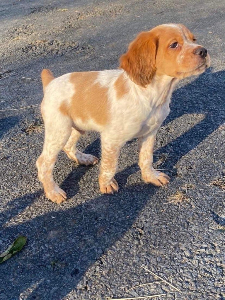 Du Clos Des Jarousses - Chiots disponibles - Epagneul Breton