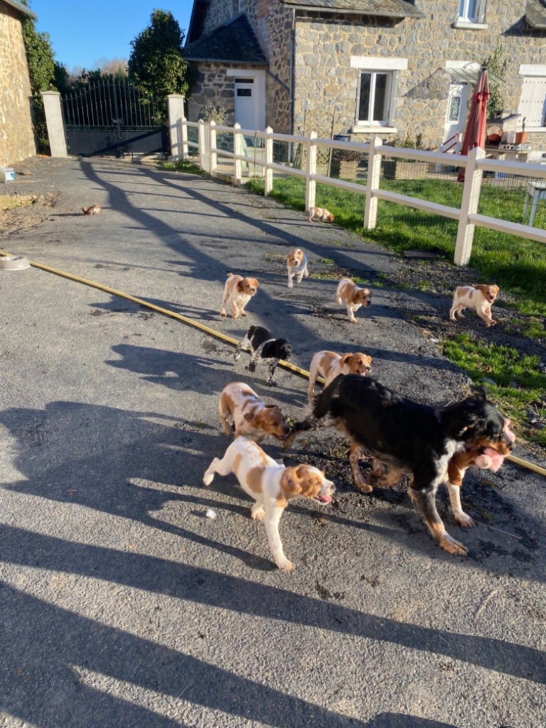 Du Clos Des Jarousses - Epagneul Breton - Portée née le 15/10/2021