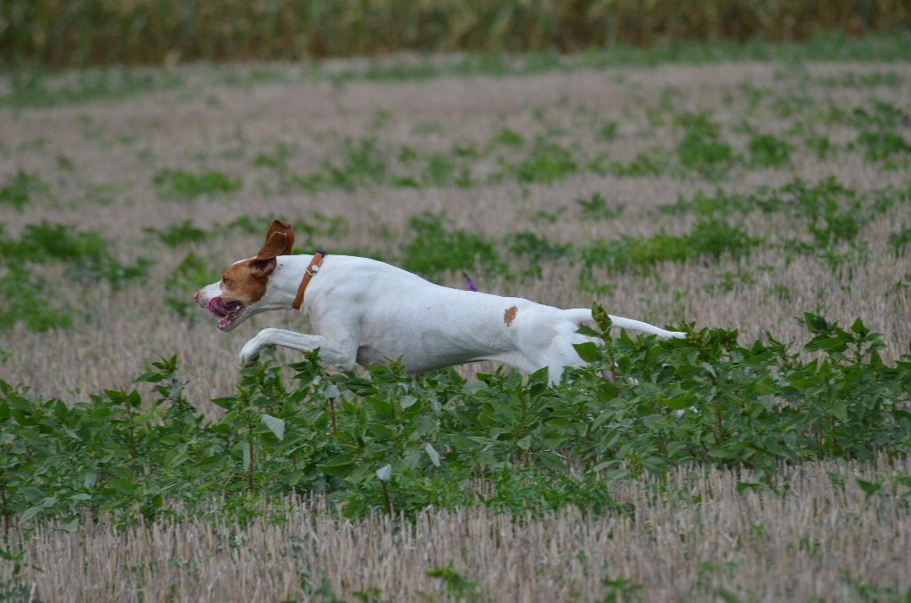 Iena trialer sur gibier de printemps 2019