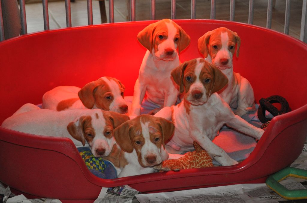 Des Lys d'Auvergne - chiots de Iena et Ivane