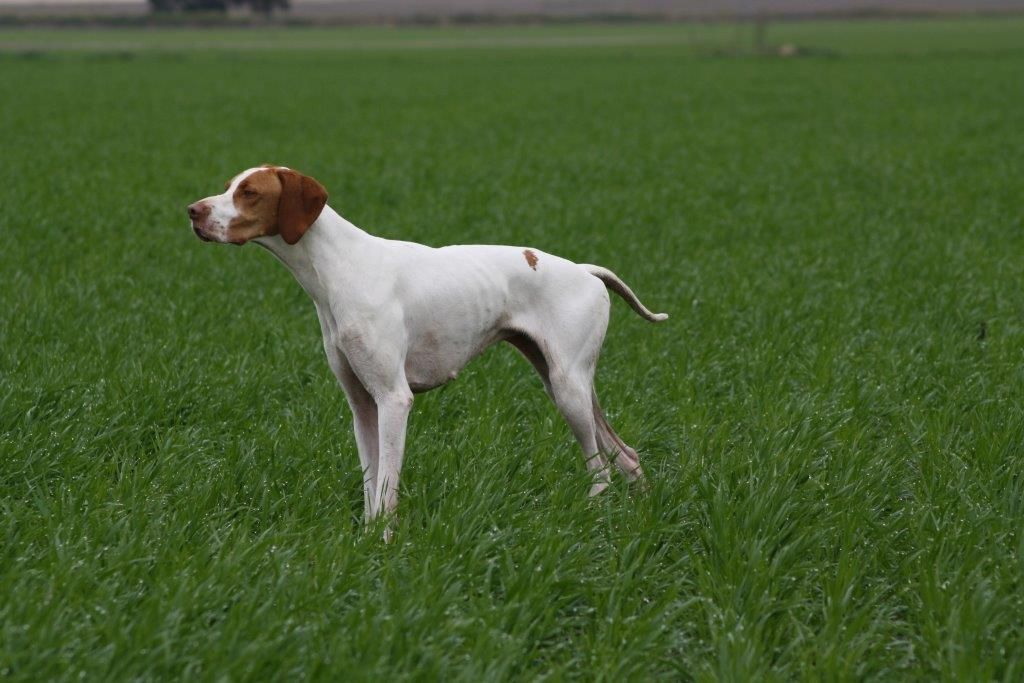 Des Lys d'Auvergne - Iena