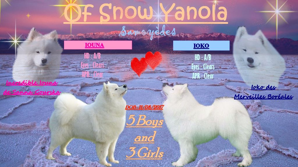 of Snow Yanola - Les "New Love" sont nés cette nuit ...