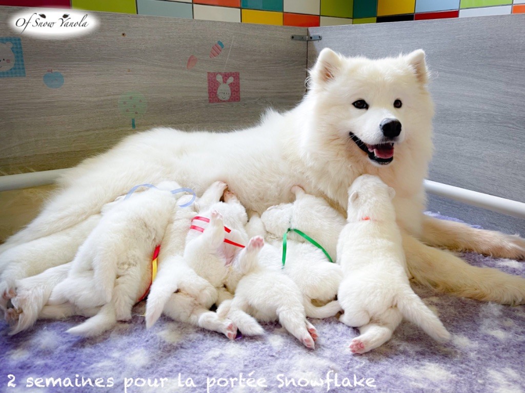 of Snow Yanola - Les bébés Snowflake sont nés !!!