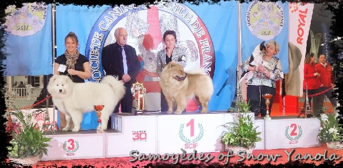 of Snow Yanola - PARIS DOG SHOW 8/01/2016