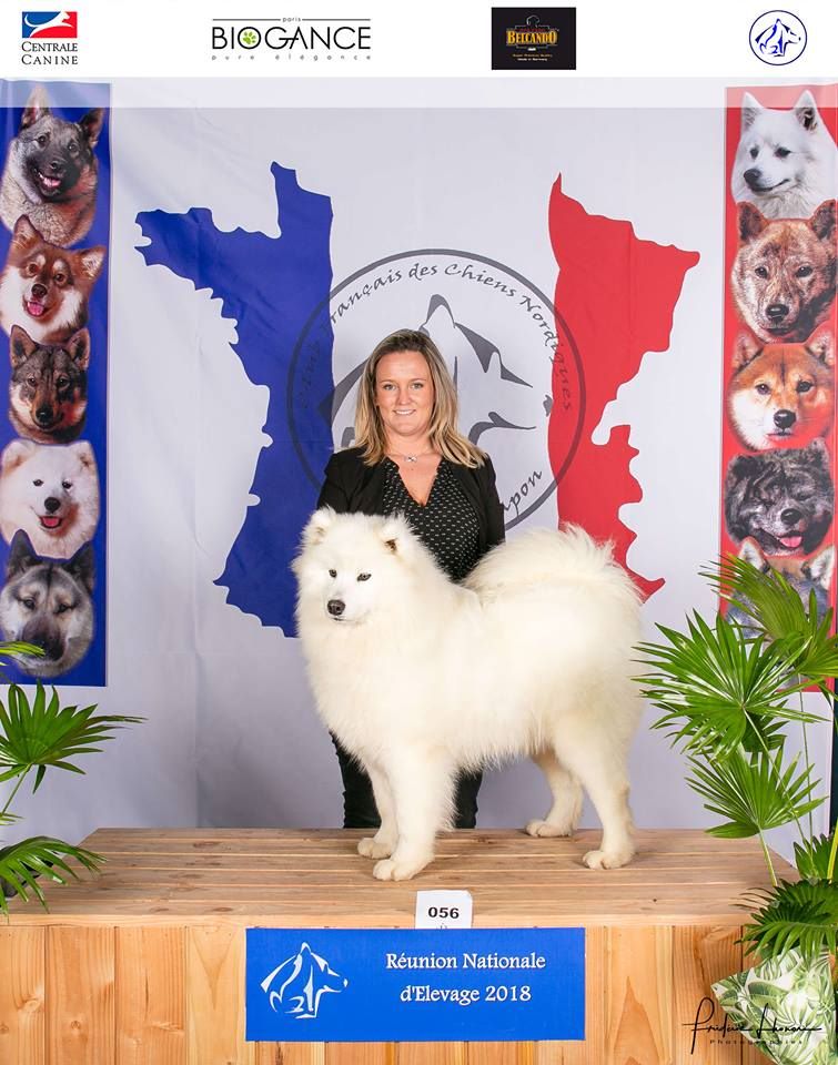 of Snow Yanola - Nationale d'Elevage Montluçon 2018