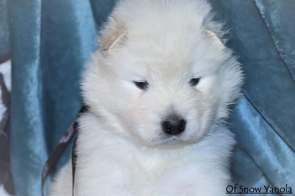 of Snow Yanola - Les derniers portraits de l'année 2017 des bébés sont en ligne !!!