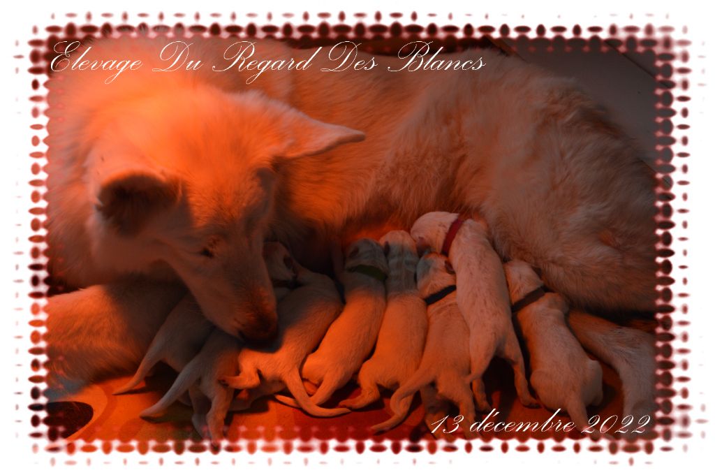 Du Regard Des Blancs - Berger Blanc Suisse - Portée née le 13/12/2022