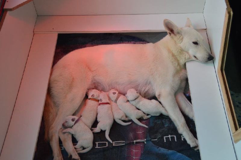 Du Regard Des Blancs - Berger Blanc Suisse - Portée née le 12/11/2015