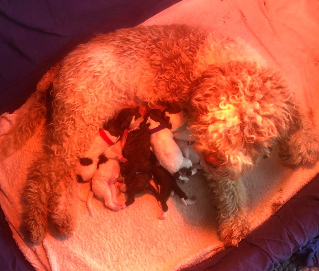 De La Schaafraniere - Lagotto Romagnolo - Portée née le 03/12/2020