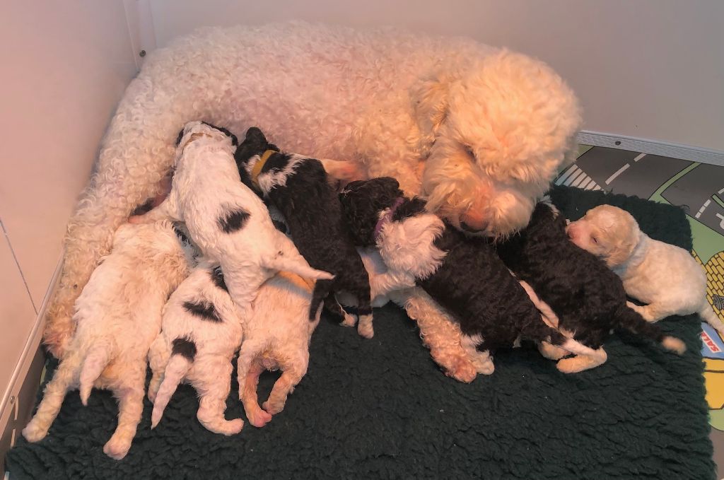 De La Schaafraniere - Lagotto Romagnolo - Portée née le 22/02/2022