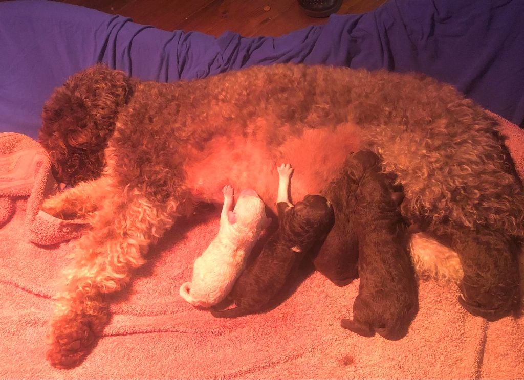 De La Schaafraniere - Lagotto Romagnolo - Portée née le 13/12/2020