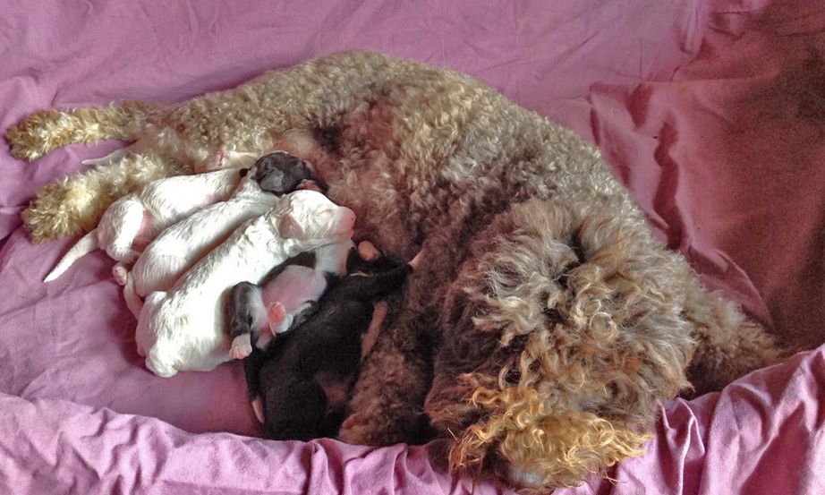 De La Schaafraniere - Lagotto Romagnolo - Portée née le 31/08/2019