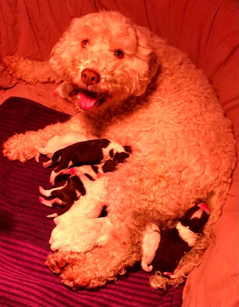 De La Schaafraniere - Lagotto Romagnolo - Portée née le 29/03/2024