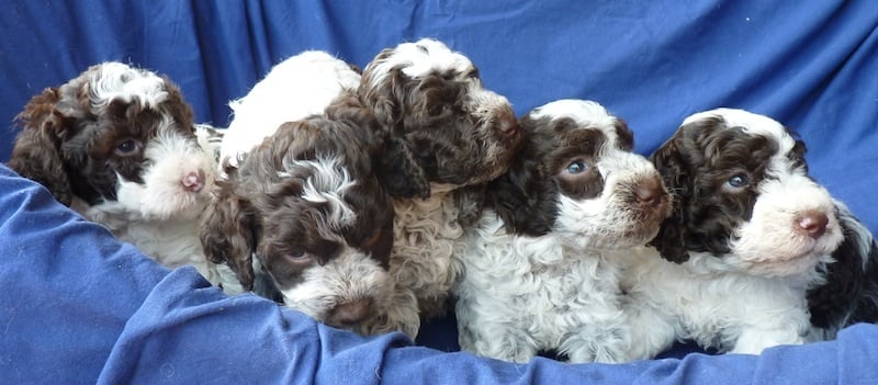 De La Schaafraniere - Lagotto Romagnolo - Portée née le 13/09/2014