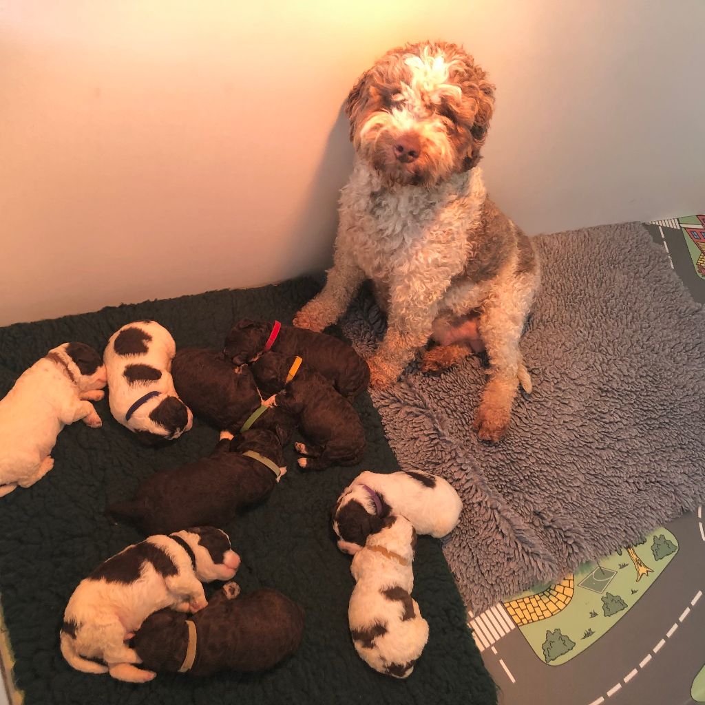 De La Schaafraniere - Lagotto Romagnolo - Portée née le 25/02/2022