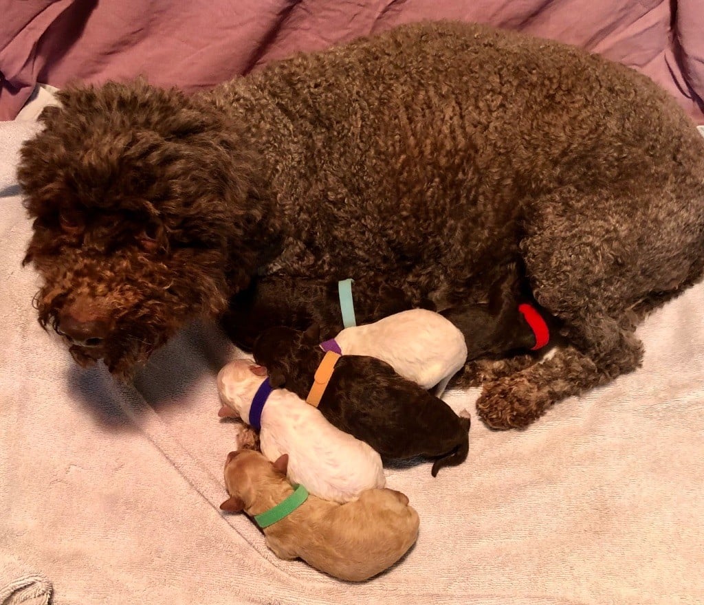 De La Schaafraniere - Lagotto Romagnolo - Portée née le 18/02/2025