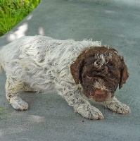 CHIOT JAUNE- MACY