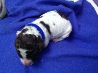 CHIOT MALE BLEU FONCE