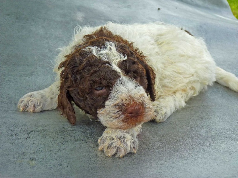 De La Schaafraniere - Lagotto Romagnolo - Portée née le 19/04/2016