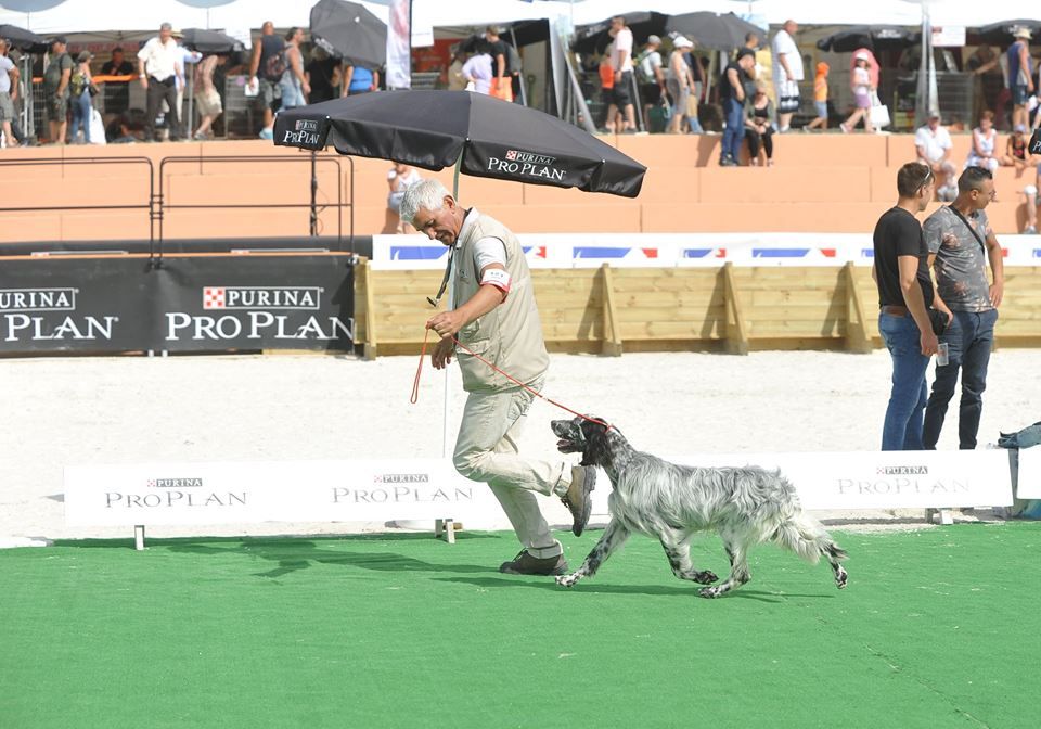 Des bois des guenins - REGIONALE  SETTER ANGLAIS DU GAME FAIR