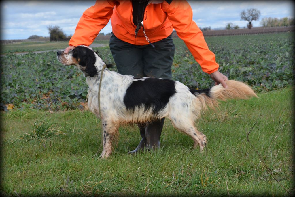 Des bois des guenins - Concours amateurs sur perdrix CHASSORS(16)