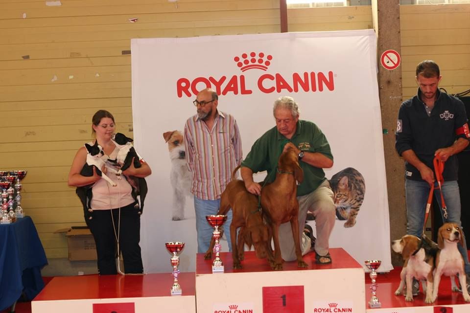 Boston Attitude - CAC Chatellerault (Best-In-Show)