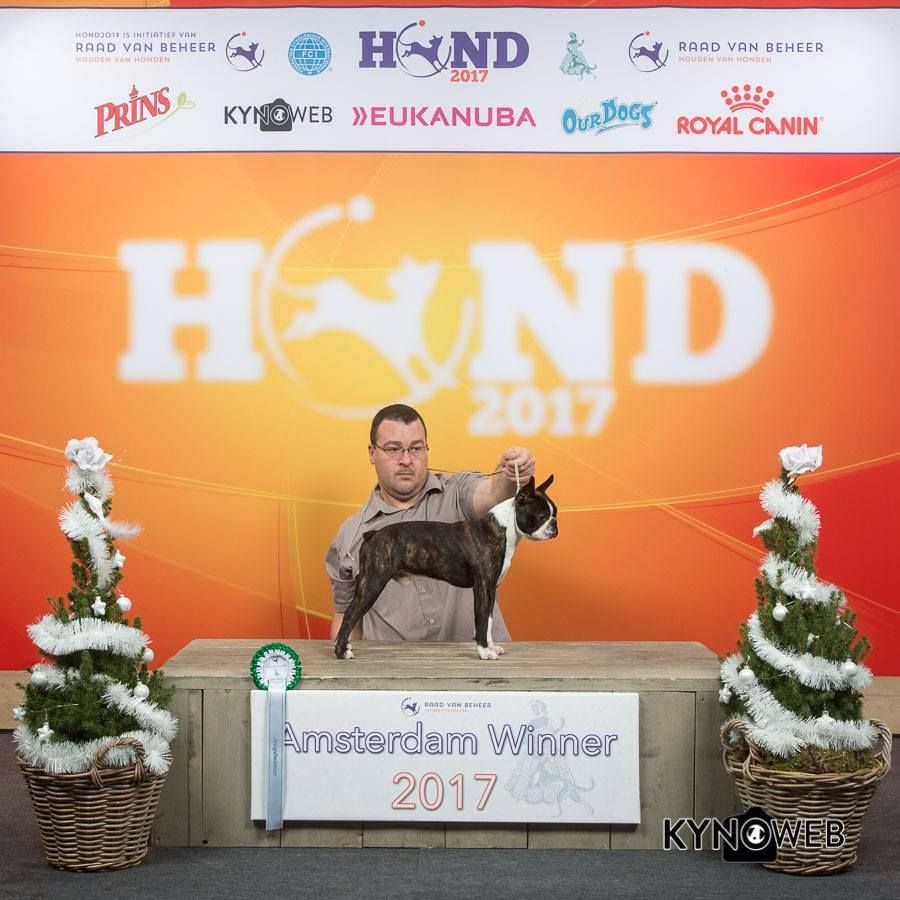 Boston Attitude - Amsterdam winner - Winner Show