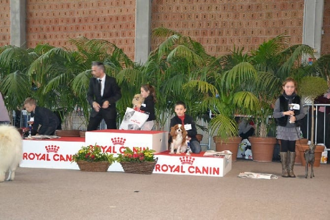 Des Cavaliers D'hadzynski - Concours de jeunes présentateurs à Calais