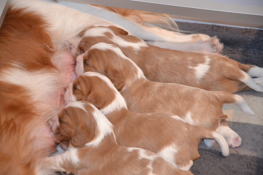 Des Cavaliers D'hadzynski - Les chiots des Cavaliers d'Hadzynski ont 2 semaines !