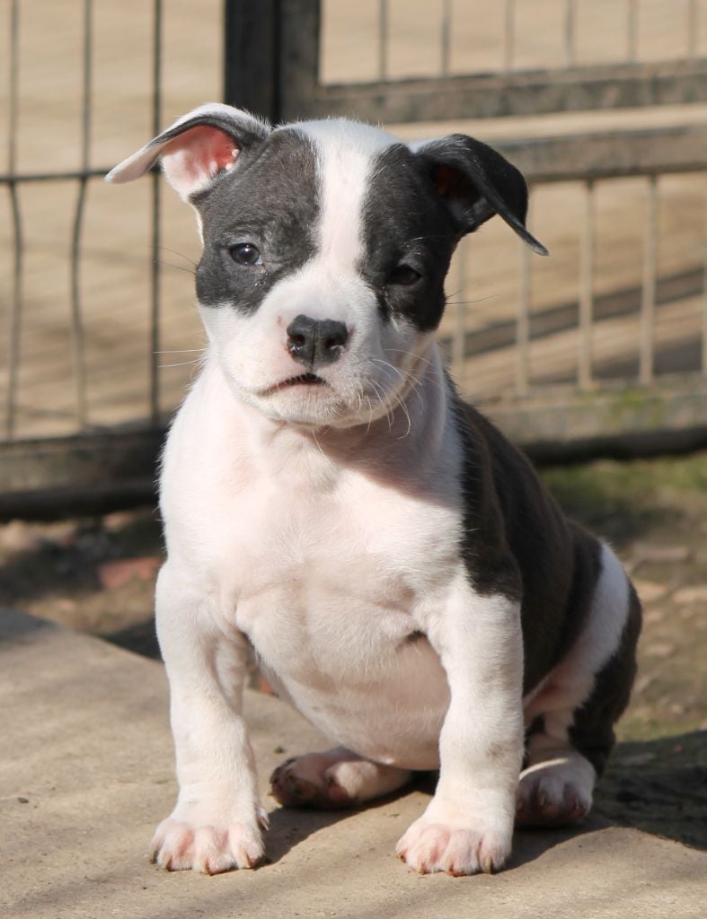 Distinct Origins - Chiots disponibles - American Staffordshire Terrier